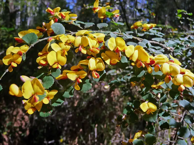 the yellow Water Bush , a native shrub in the pea famil at Alexandra Bridge , Southwest , WA