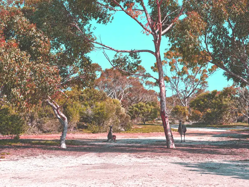 Wildlife at Quaalup Homestead WA