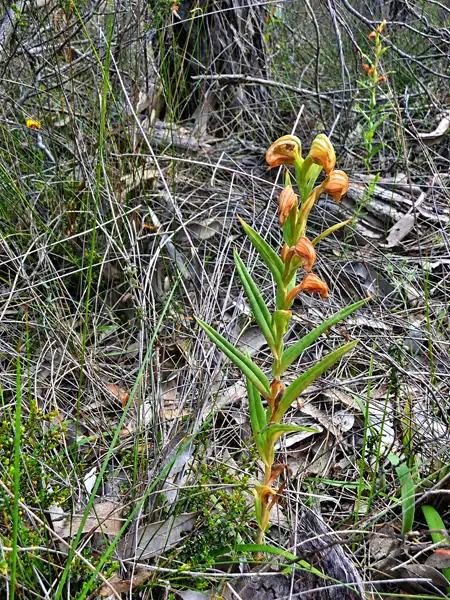 banded greenhood orchid Kojonup WA Australia