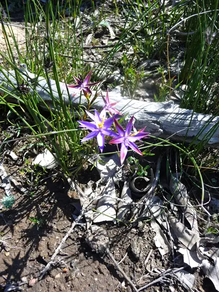 blue tinsel lily Stirling Ranges WA