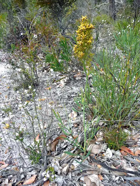 A yellow flowering plant Blueboy (Stirlingia latifolia)  called Twin Creeks Conservation Reserve, WA