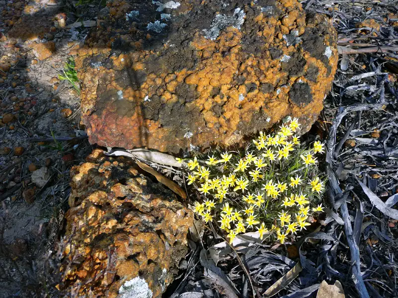 cottonheads Stirling Ranges WA