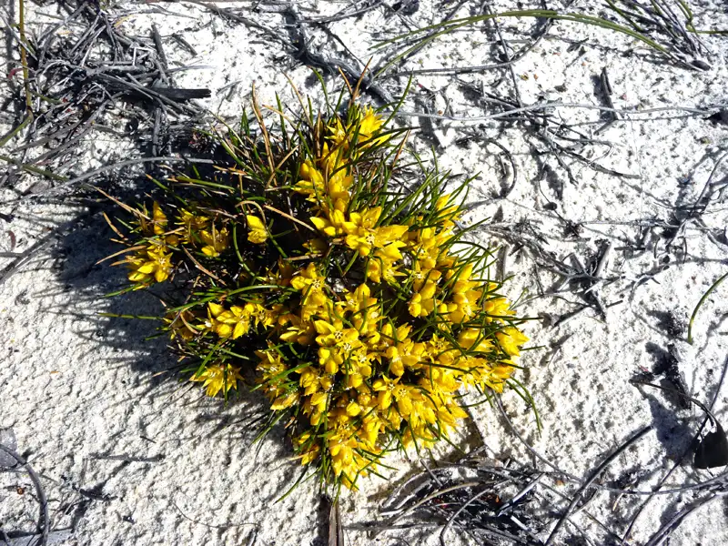 cottonheads point ann wa