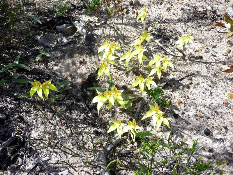 cowslip orchid Stirling Ranges WA