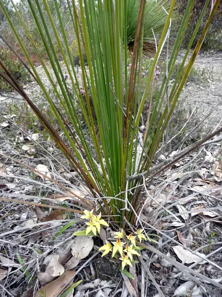 cowslip orchid Twin Creeks Conservation Reserve WA
