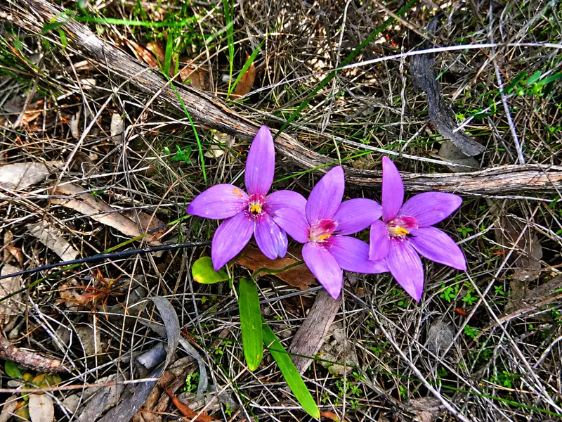 enamel native orchid Kojonup wa