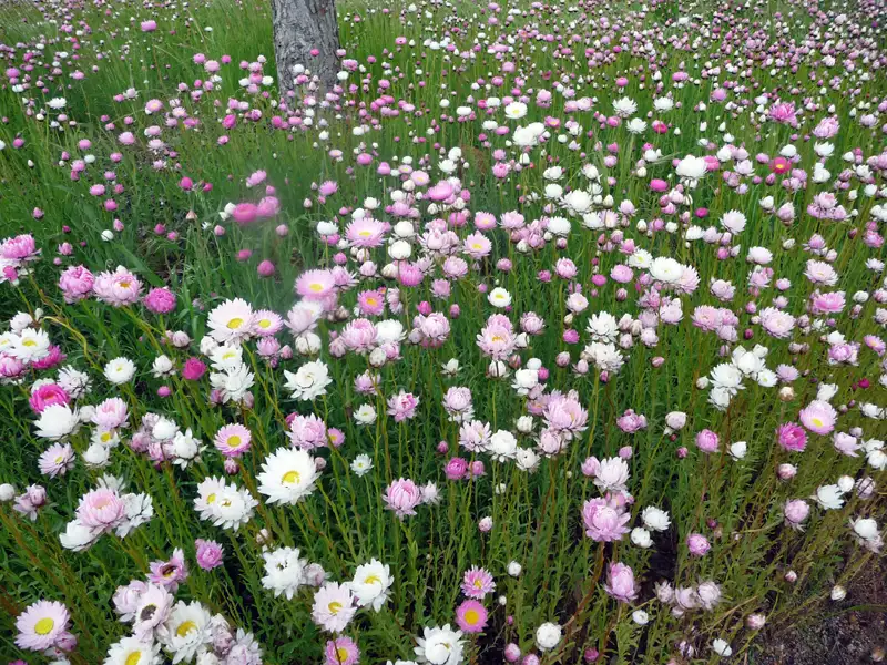 everlasting daisies Kojonup WA