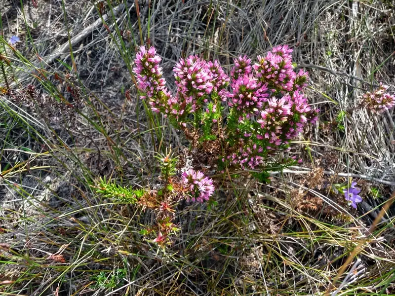 Foxtails (Andersonia caerulea) a beautiful native flower, WA