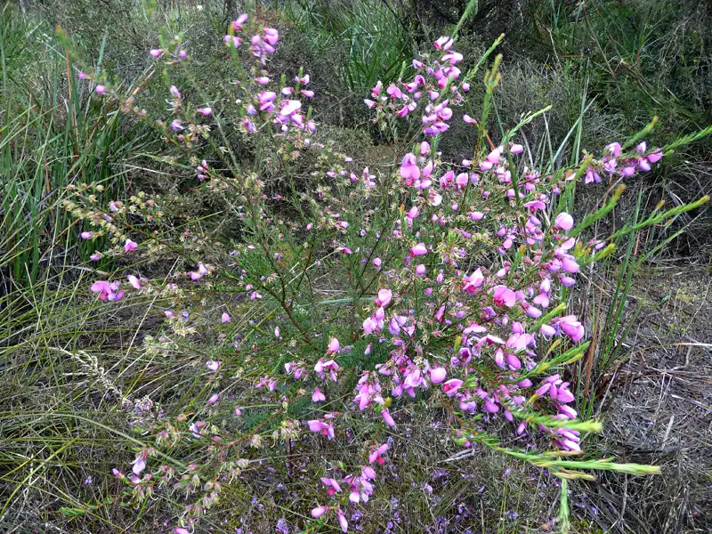 lady pea sceub Bremer Bay wa