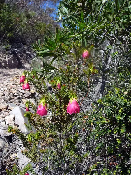 mountain bell mt Trio Sterling Ranges