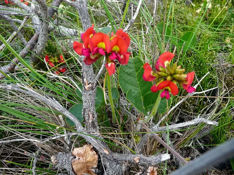 strinking Heart-leaf Flame Pea at the Albany Wind Farm Loop