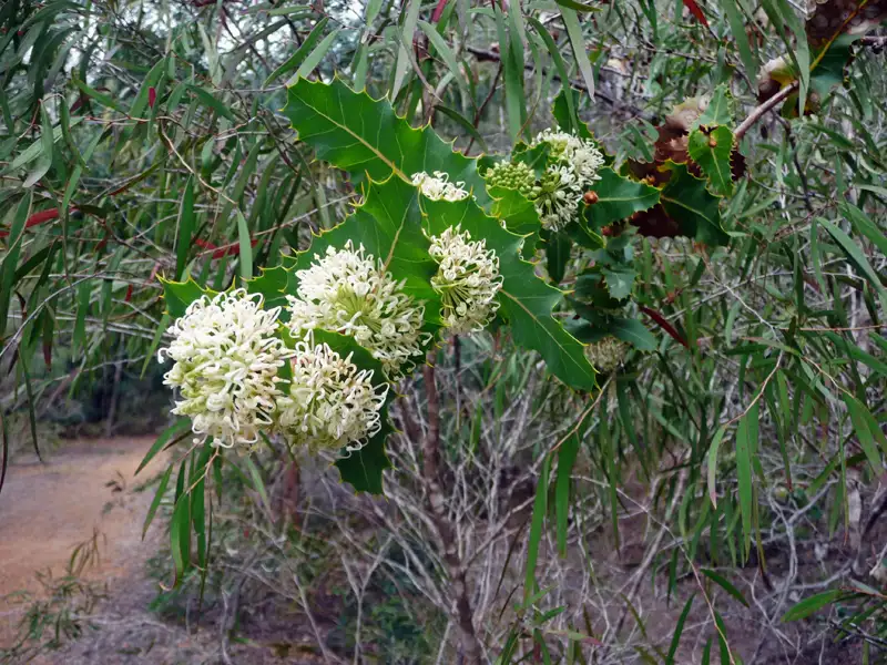 One of the beautiful WA wildflowers, the Prickly Hakea (Hakea amplexicaulis in the Shannon National Park, WA