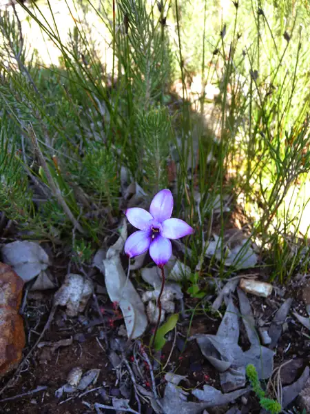 purple enamel orchid Stiring Ranges WA Australia