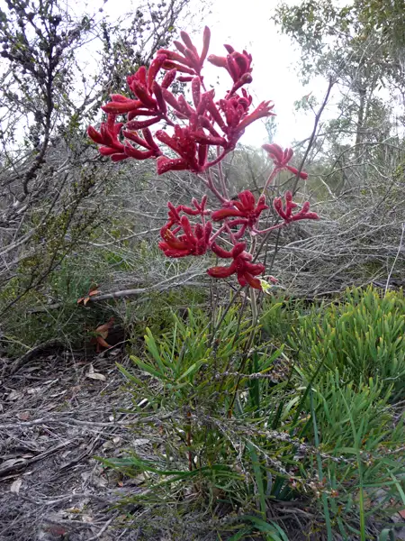 red kangaroo paw twin creeks wa
