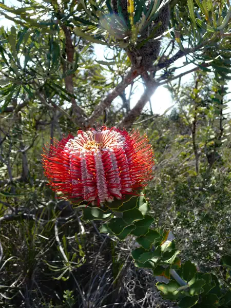 scarlet banksia Fitzgerald River National Park WA