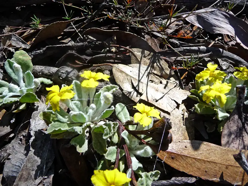 silver goodenia Stirling RangesWA Australia
