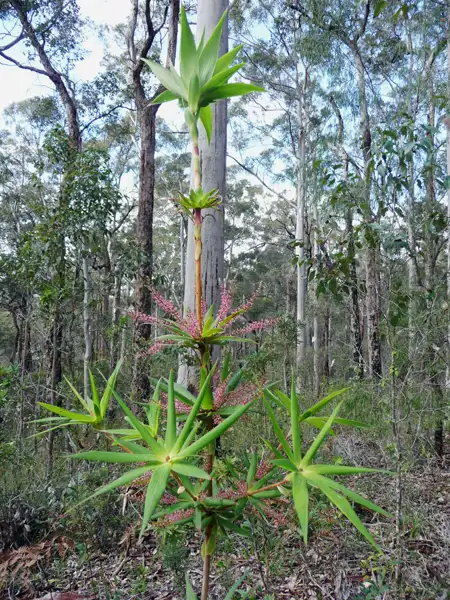 Tassel Flower (Leucopogon verticillatus), a bamboo-like shrub in the the karri and jarrah forests of Western Australia.