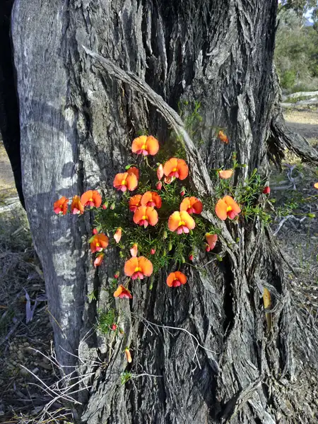 wedge peas Stirling Ranges WA Australia