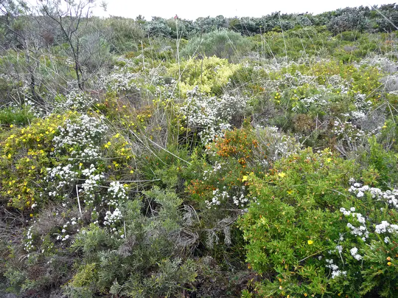 wildflowers while hiking in Albany WA Austrealia