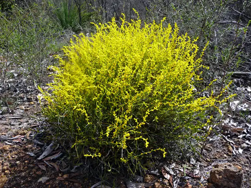 yellow Acacia – Wattle in South West WA