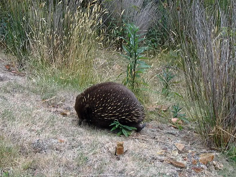 platypus crossed my trail while hiking Flinders Chase National Park