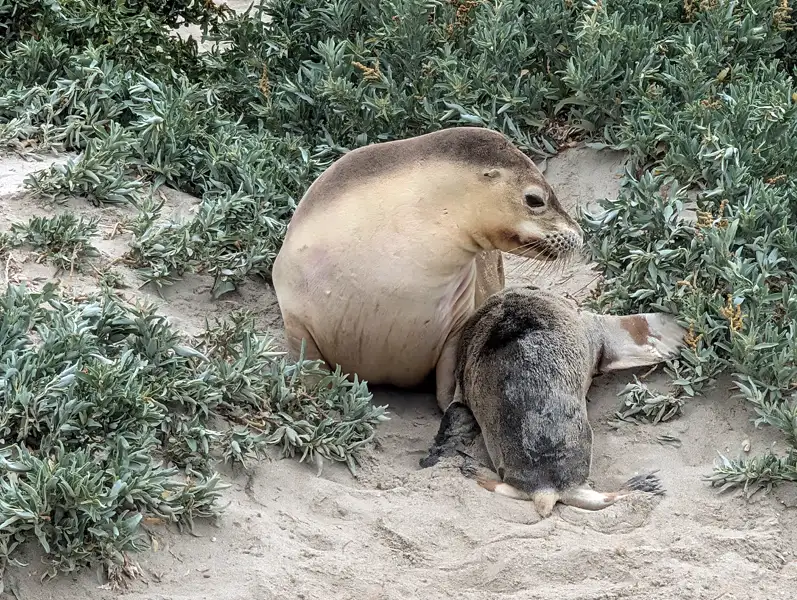 Seal Bay sea lion mother with pup