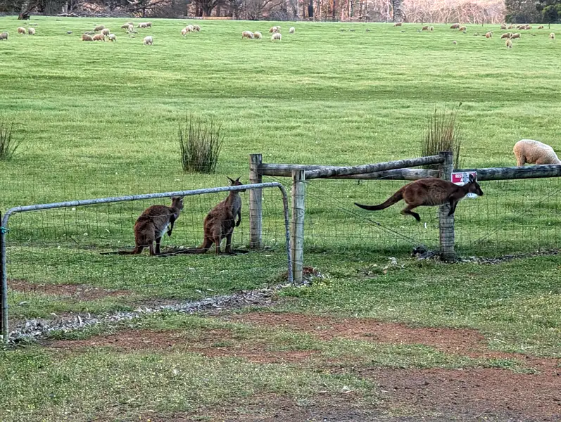 Kangaroo high jumping competition in front of my cabin at the Discovery Parks
